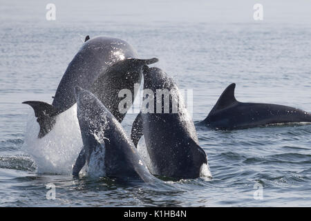 Dauphins à effectuer un triple spectaculaire brèche dans le Moray Firth Banque D'Images