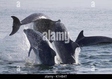 Dauphins à effectuer un triple spectaculaire brèche dans le Moray Firth Banque D'Images