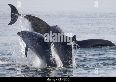 Dauphins à effectuer un triple spectaculaire brèche dans le Moray Firth Banque D'Images