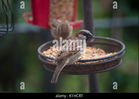 La photographie d'oiseaux sur jardin mangeoire pour oiseaux. Banque D'Images