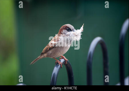 La photographie d'oiseaux sur jardin mangeoire pour oiseaux. Banque D'Images