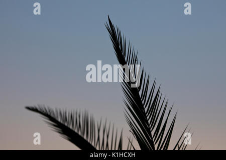 Les feuilles de palmier en silhouette contre un ciel d'été en Espagne Banque D'Images