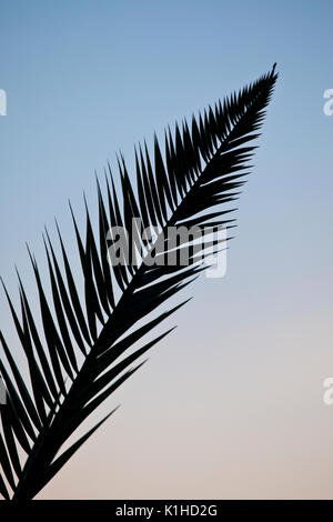 Les feuilles de palmier en silhouette contre un ciel d'été en Espagne Banque D'Images