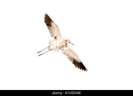L'avocette d'Amérique (Recurvirostra americana) plumage en été, vol isolé sur fond blanc. Banque D'Images
