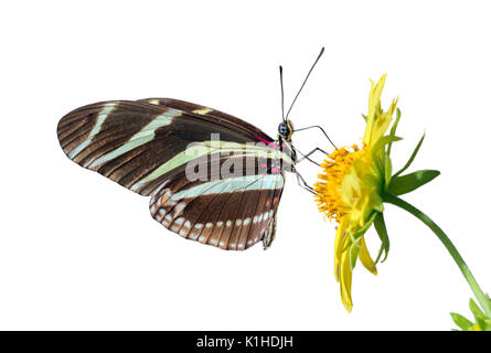 Zebra Longwing (Papillon Heliconius charitonius) se nourrissant sur une fleur, isolé sur fond blanc Banque D'Images