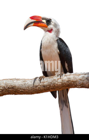 Von der Decken's hornbill (Tockus deckeni) isolé sur fond blanc. Banque D'Images