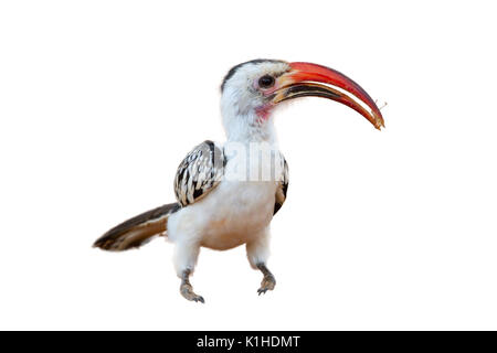 Calao à bec rouge (Tockus erythrorhynchus) manger une sauterelle, isolé sur fond blanc. Banque D'Images