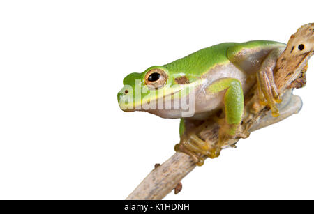 Portrait de grenouille verte américaine (Dryophytes [Hyla] cinereus). Isolé sur fond blanc Banque D'Images