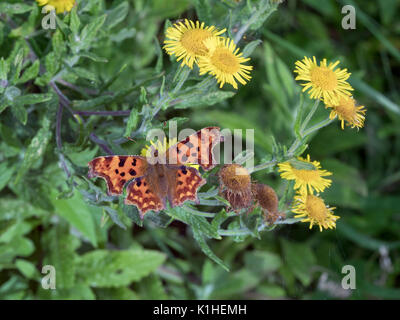 Comma Butterfly Polygonia c-album sur l'alimentation sur fleurs vergerette Banque D'Images