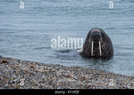 La Norvège, Svalbard, Nordaustlandet, Nordaust-Svalbard Torellneset, réserve naturelle. (79Â°22'13' N 40°20'43' E) mâle morse de l'Atlantique. Banque D'Images