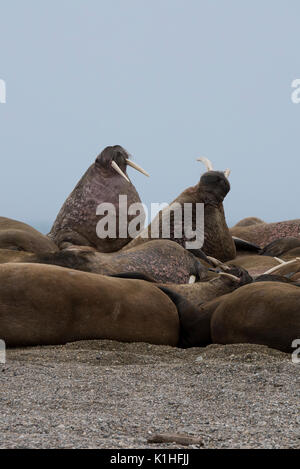 La Norvège, Svalbard, Nordaustlandet, Nordaust-Svalbard Torellneset, réserve naturelle. (79°22'13" N 20°40'43" E) mâle morse de l'Atlantique. Banque D'Images