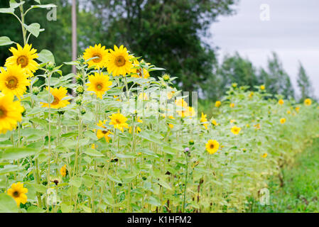 Tournesols dans le jardin Banque D'Images