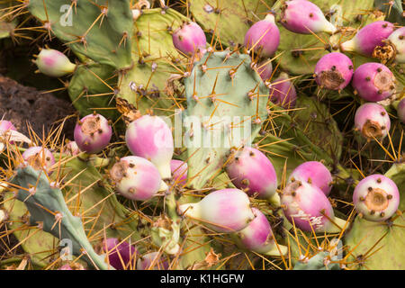 Oponce de détail dans le sud de Tenerife, Espagne Banque D'Images