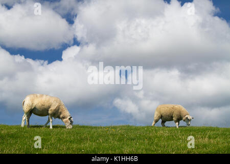 Les moutons sur la piste verte d'une digue sous un ciel bleu avec des nuages blancs Banque D'Images