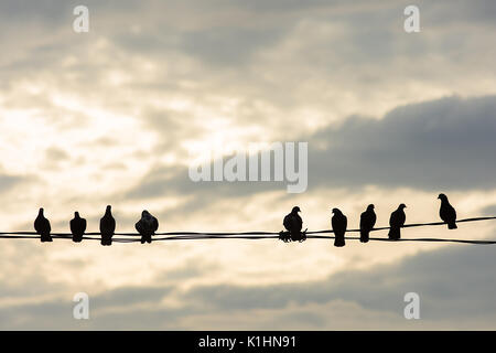 Un groupe de pigeons sauvages ville assis sur un fil téléphonique silhouetted against a cloudy sunset sky. Banque D'Images