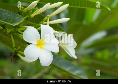 Doux parfum de fleurs de frangipanier blanc dans le jardin. Banque D'Images