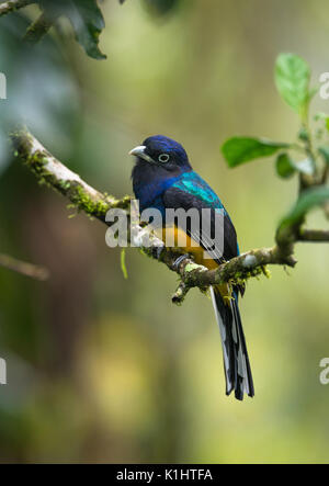 Trogon à queue blanche mâles (Trogon viridis) du Brésil SE Banque D'Images