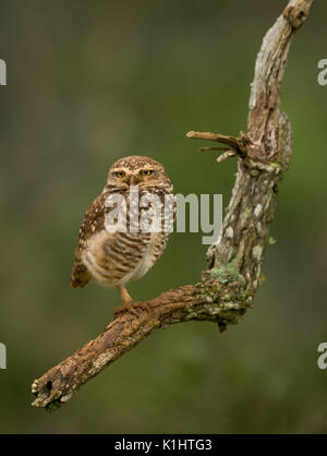 Un hibou SE de Brésil Banque D'Images