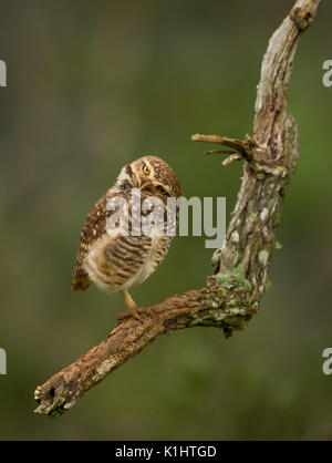 Un hibou SE de Brésil Banque D'Images