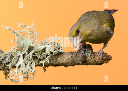 Photo horizontale de Verdier mâle songbird. oiseau est perché sur la branche en bois avec de gros gris / vert lichen. oiseau a green /couleur jaune et une forte b Banque D'Images