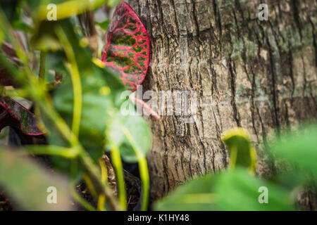Sur l'arbre Gecko Lizard close up focus, belle gecko assis sur un arbre à la lumière du jour Banque D'Images