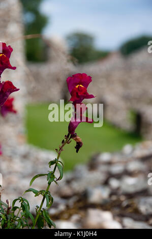 Un sauvage, fleur rouge de plus en plus le mur en silex à Binham Prieuré de North Norfolk, UK Banque D'Images