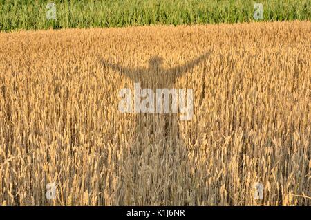 Profitant de la silhouette de récolte. Ombre d'un homme avec ses mains posées sur un champ de céréales. Banque D'Images