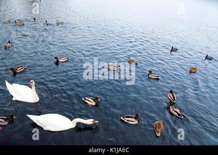 L'hiver au lac de Hallstatt tandis que les cygnes et les canards nagent dans Salzbourg Flachau Autriche. Banque D'Images