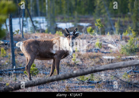 Disparition du caribou des bois dans le Nord de l'Alberta Banque D'Images