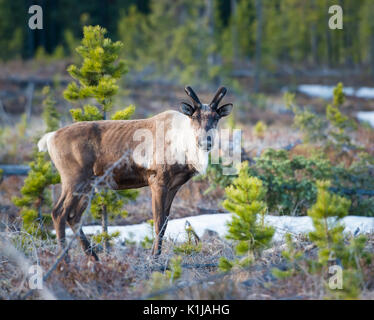 Disparition du caribou des bois dans le Nord de l'Alberta Banque D'Images