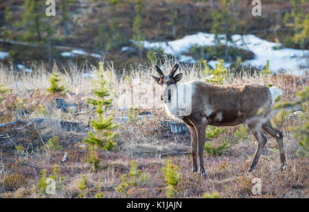 Disparition du caribou des bois dans le Nord de l'Alberta Banque D'Images