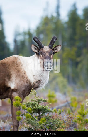 Disparition du caribou des bois dans le Nord de l'Alberta Banque D'Images