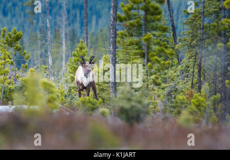 Disparition du caribou des bois dans le Nord de l'Alberta Banque D'Images