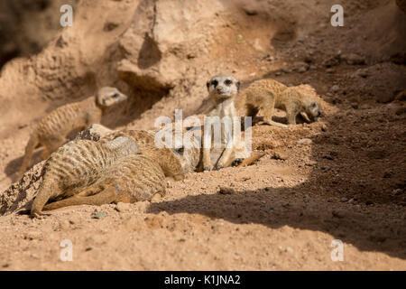 Suricates Banque D'Images