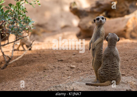 Suricates Banque D'Images