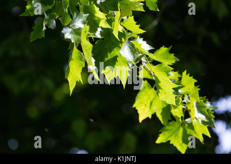 Windsor, Royaume-Uni. 25 août, 2017. Soleil sur les feuilles d'un arbre plan de Londres à Windsor Great Park. Banque D'Images