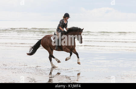 Équitation,chevaux,poneys,en cours,monté,sur,plage,a,Ynyslas,de,Borth,nord,de,Aberystwyth, Ceredigion, pays de Galles, Pays de Galles, Royaume-Uni,Gallois,UK,GB,Europe, Banque D'Images