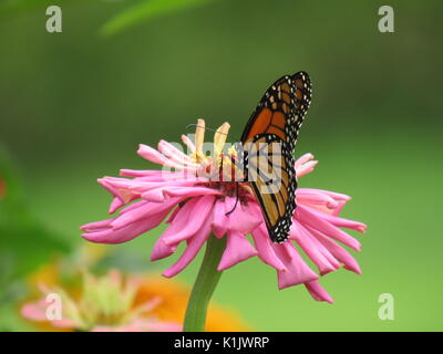 Monarque sur zinnia rose Banque D'Images