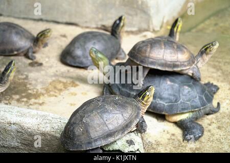 Libre de droit du groupe les petites tortues empilé sur regardez le ciel Banque D'Images