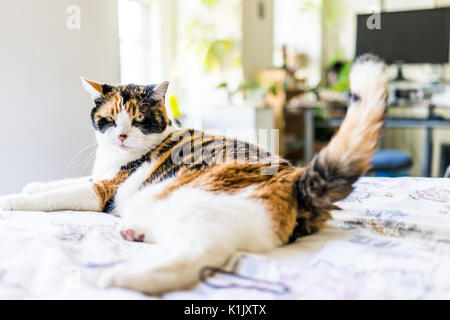 En colère chat calico allongé sur le bord du lit queue remuante Banque D'Images