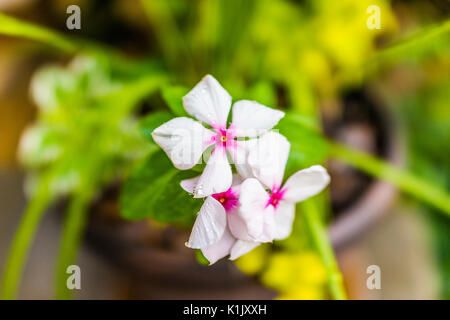 Gros plan macro de fleurs blanches vinca avec de l'eau tombe en été montrant le détail et la texture Banque D'Images