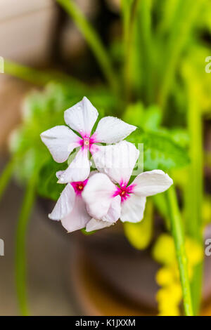 Gros plan macro de fleurs blanches vinca avec de l'eau tombe en été montrant le détail et la texture Banque D'Images
