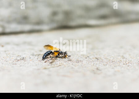 Gros plan macro de morts sur le sol wasp montrant les détails, la texture et l'arrière-plan flou Banque D'Images