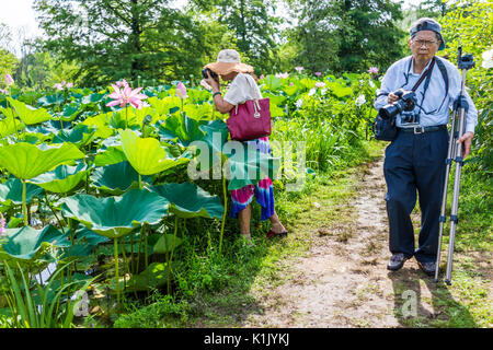 Washington DC, USA - Le 23 juillet 2017 : de nombreuses fleurs rose des fleurs de lotus dans l'étang avec des touristes de prendre des photos Banque D'Images