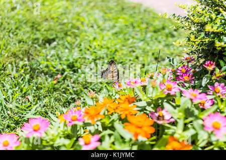 L'est un tiger swallowtail papillon jaune sur purple pink zinnia fleurs dans jardin d'été Banque D'Images