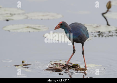 Talève sultane à tête grise (Porphyrio poliocephalus) est une espèce de talève sultane c'était considéré comme une sous-espèce de la talève sultane, mais a été élevé Banque D'Images