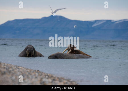 La Norvège, Svalbard, Nordaustlandet-Svalbard Torrellneset, réserve naturelle (79° 22' 15" N 20° 40' 54" E) Homme walus atlantique. Banque D'Images