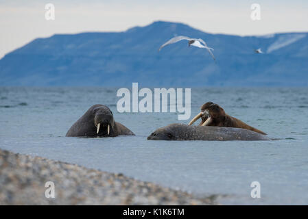 La Norvège, Svalbard, Nordaustlandet-Svalbard Torrellneset, réserve naturelle (79° 22' 15" N 20° 40' 54" E) Homme walus atlantique. Banque D'Images