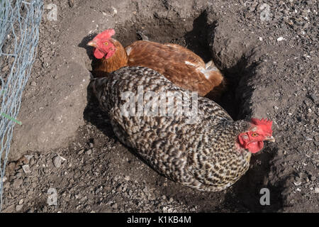 Petit,nombre,de,nos,jardin,poulets,en,mon modèle,jardin,PARUTION Parution de la propriété, au Pays de Galles, Royaume-Uni,Gallois,village,UK,l'Europe, Banque D'Images