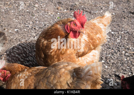 Petit,nombre,de,nos,jardin,poulets,en,mon modèle,jardin,PARUTION Parution de la propriété, au Pays de Galles, Royaume-Uni,Gallois,village,UK,l'Europe, Banque D'Images